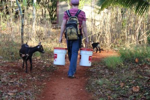 Benjamin carrying 2 pails of "Mantegue" for soapmaking. Benjamin & Amanda purchased these in a market in Port au Prince