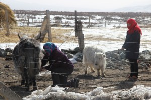 milking a yak